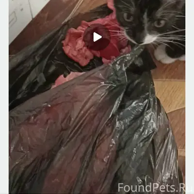 Пропал котёнок, Конный проезд