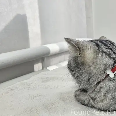 Пропал кот Лео, Карагайлы 2, п. Золото