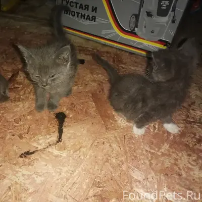 Найдены котята на ул. Гражданская