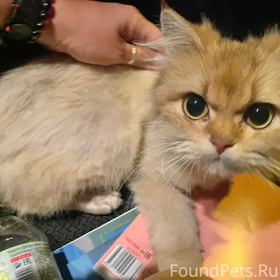 Найдена кошка, ул. Ташкентская