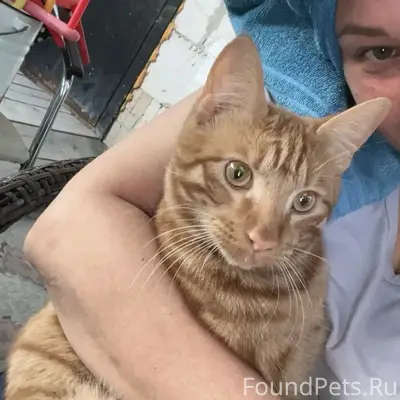 Пропал метис мейнкун Марс, район 33 школы