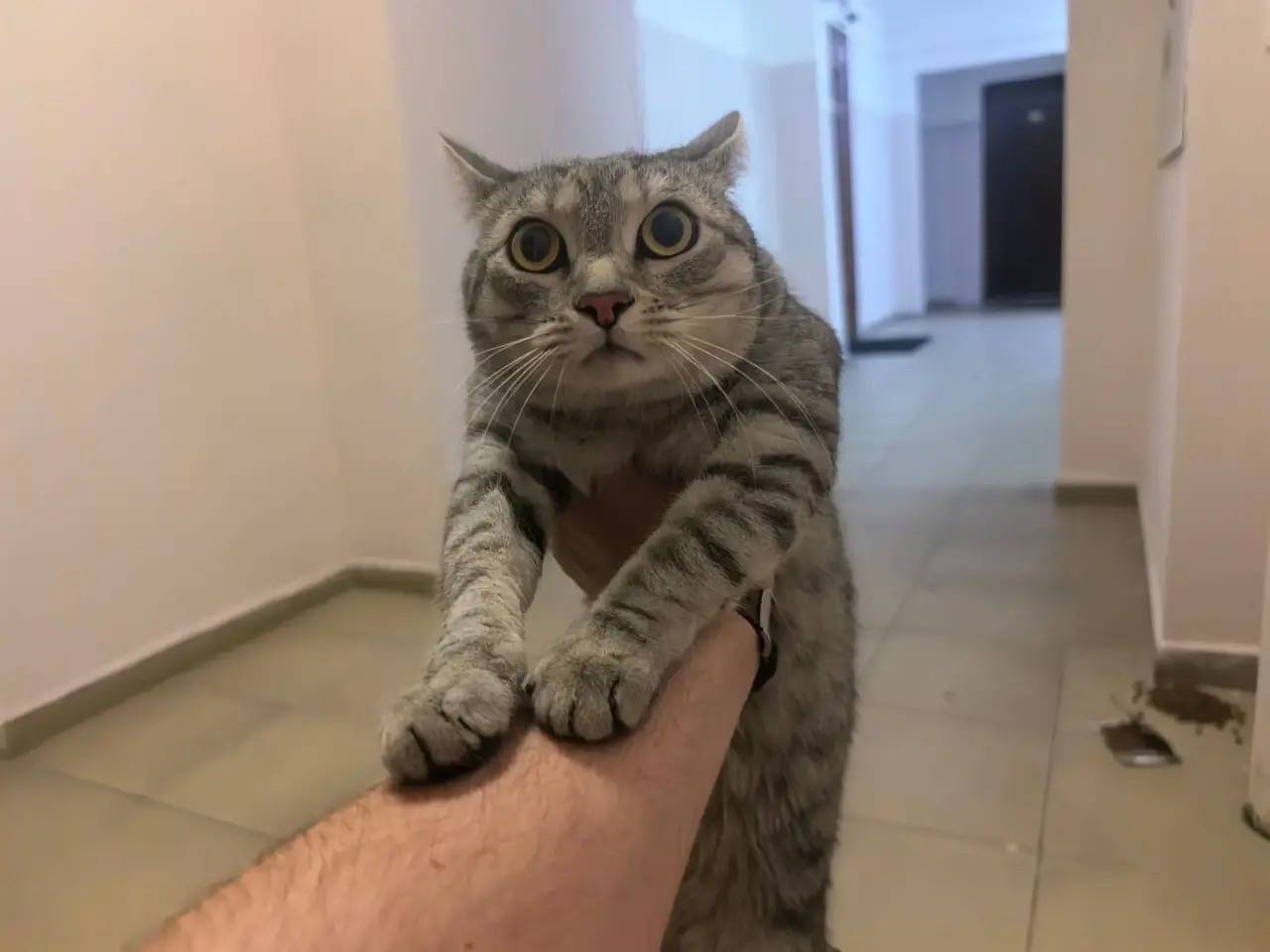 Найдена кошка, ул. Чернышевского