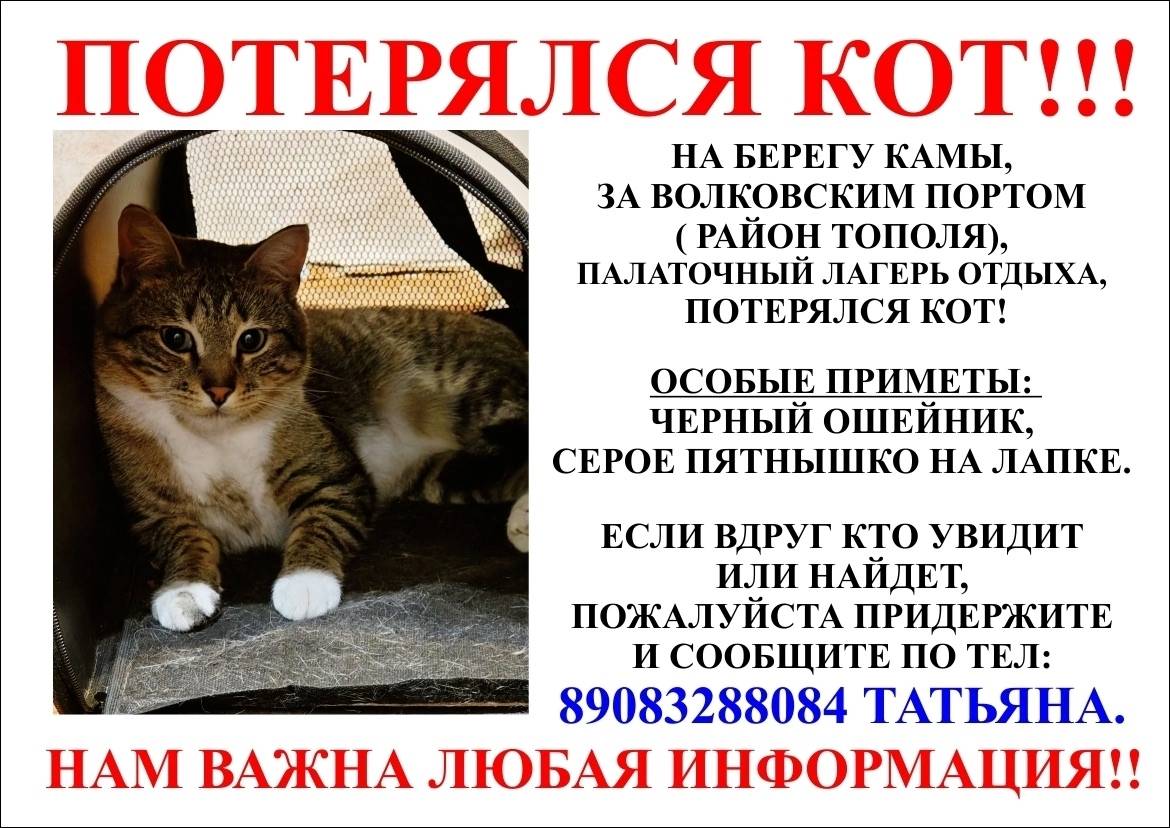Пропал кот