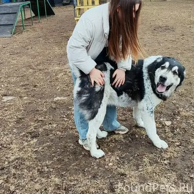 Пропал алабай, Камышевское шоссе