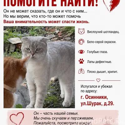 Пропал кот, неизвестен район потери