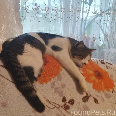 Пропал кот, ул. Матросова