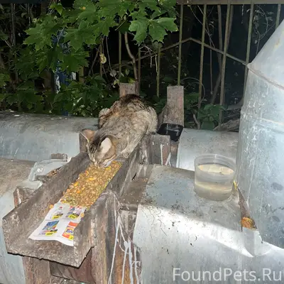 Найден кот, ул. Добросельская