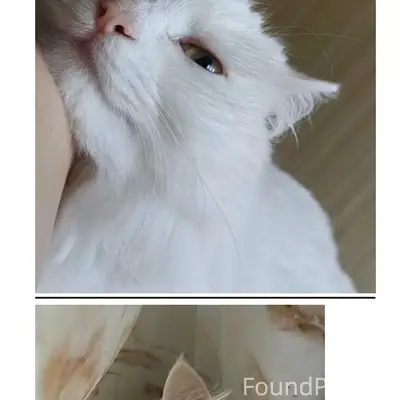 Пропала кошка Лёля, сады бнзс кол