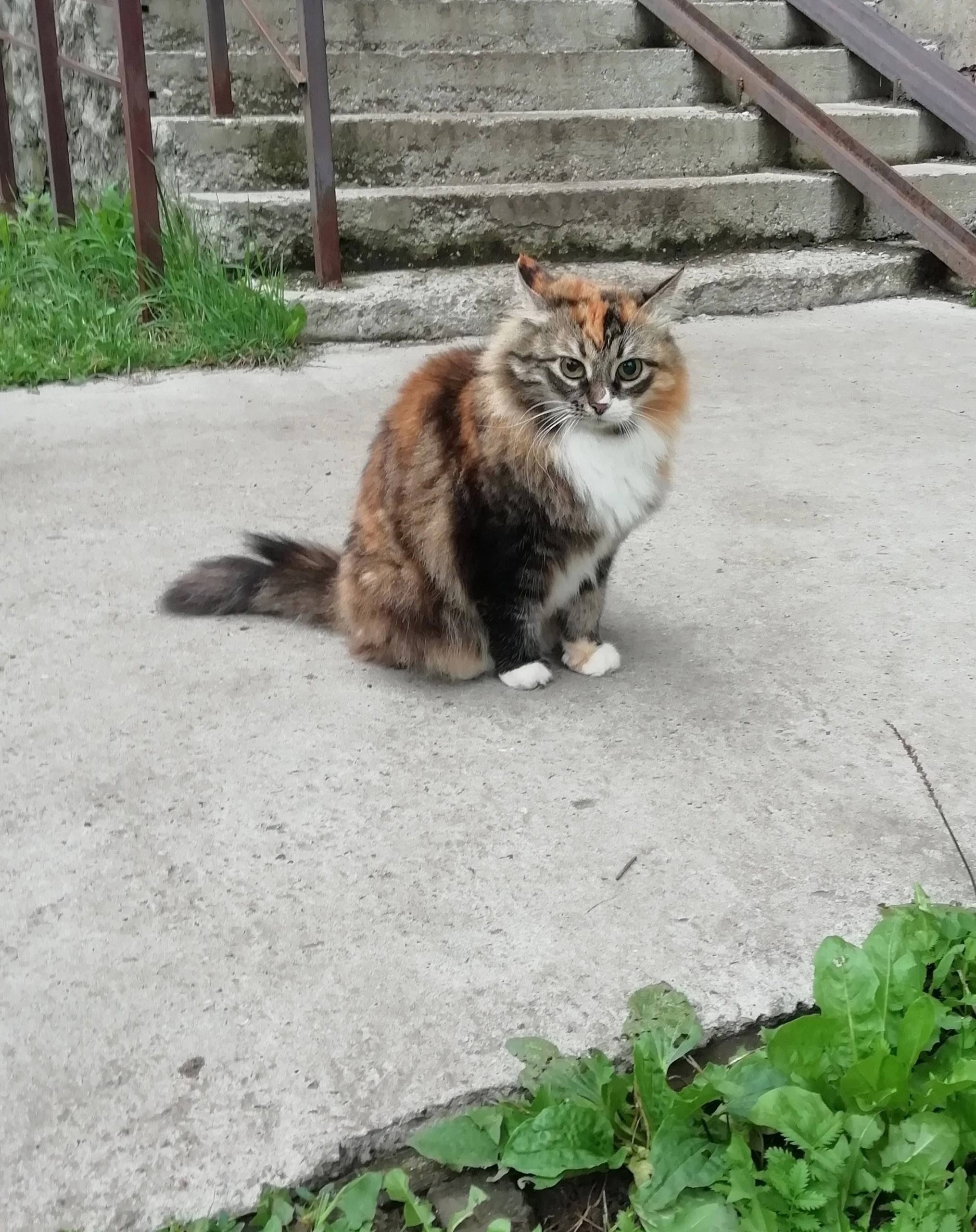 Найдена кошка, след от ошейника, Кирова 32