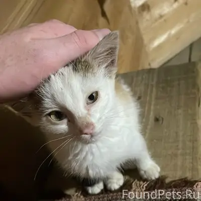 Найден котёнок, Серафимовка/Октябрьский