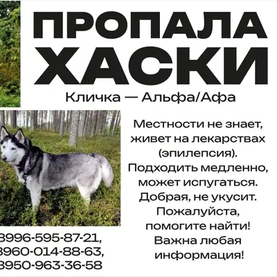 Пропала собака Альфа, Емецк и окрестности
