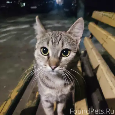 Найден котик-подросток, без дома