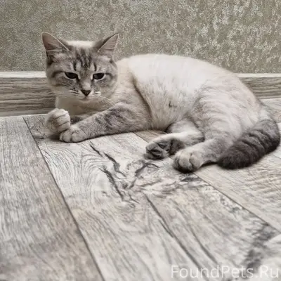 Пропала кошка,