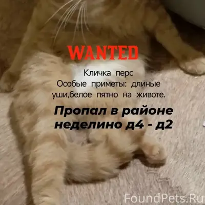 Пропал рыжий кот