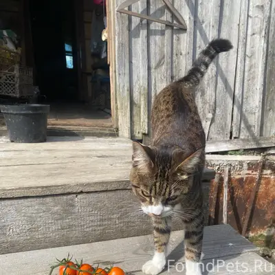 Пропала кошка,