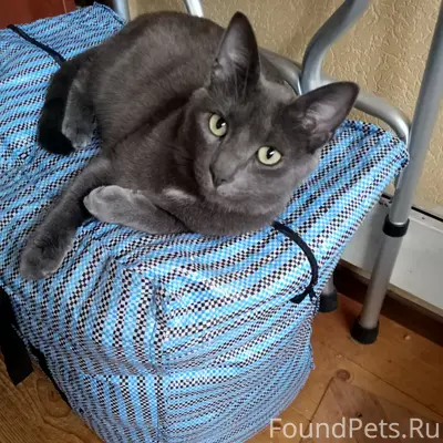В Прибылово пропал кот 7 сентября