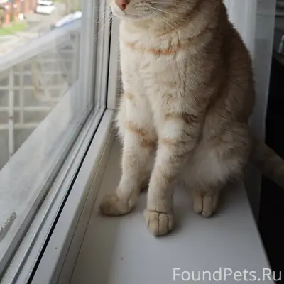Найден кот