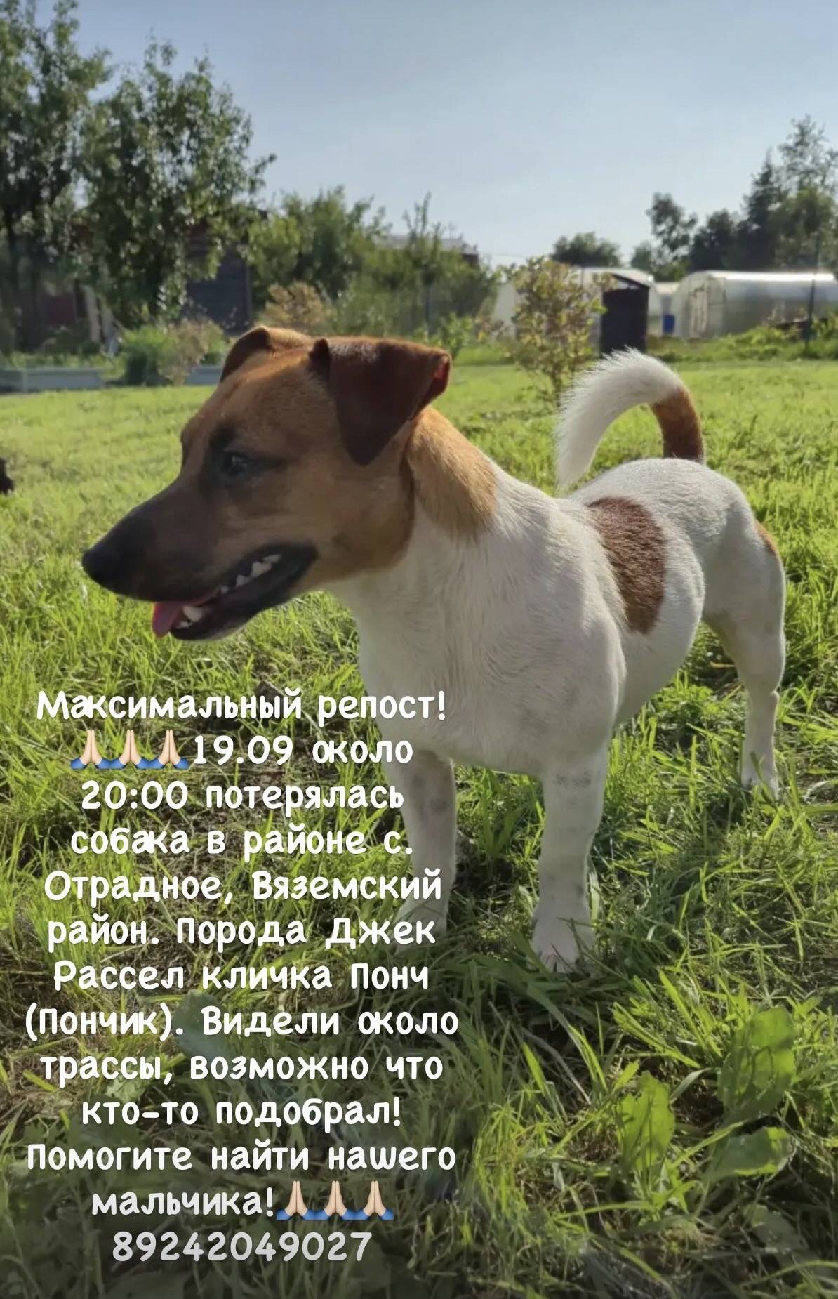 Пропала собака джек рассел мальчик