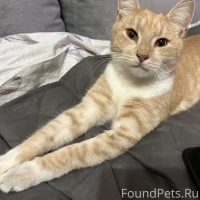 Найден рыже-персиковый котик