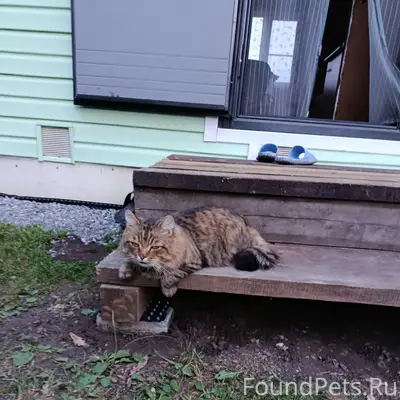 Пропал котик