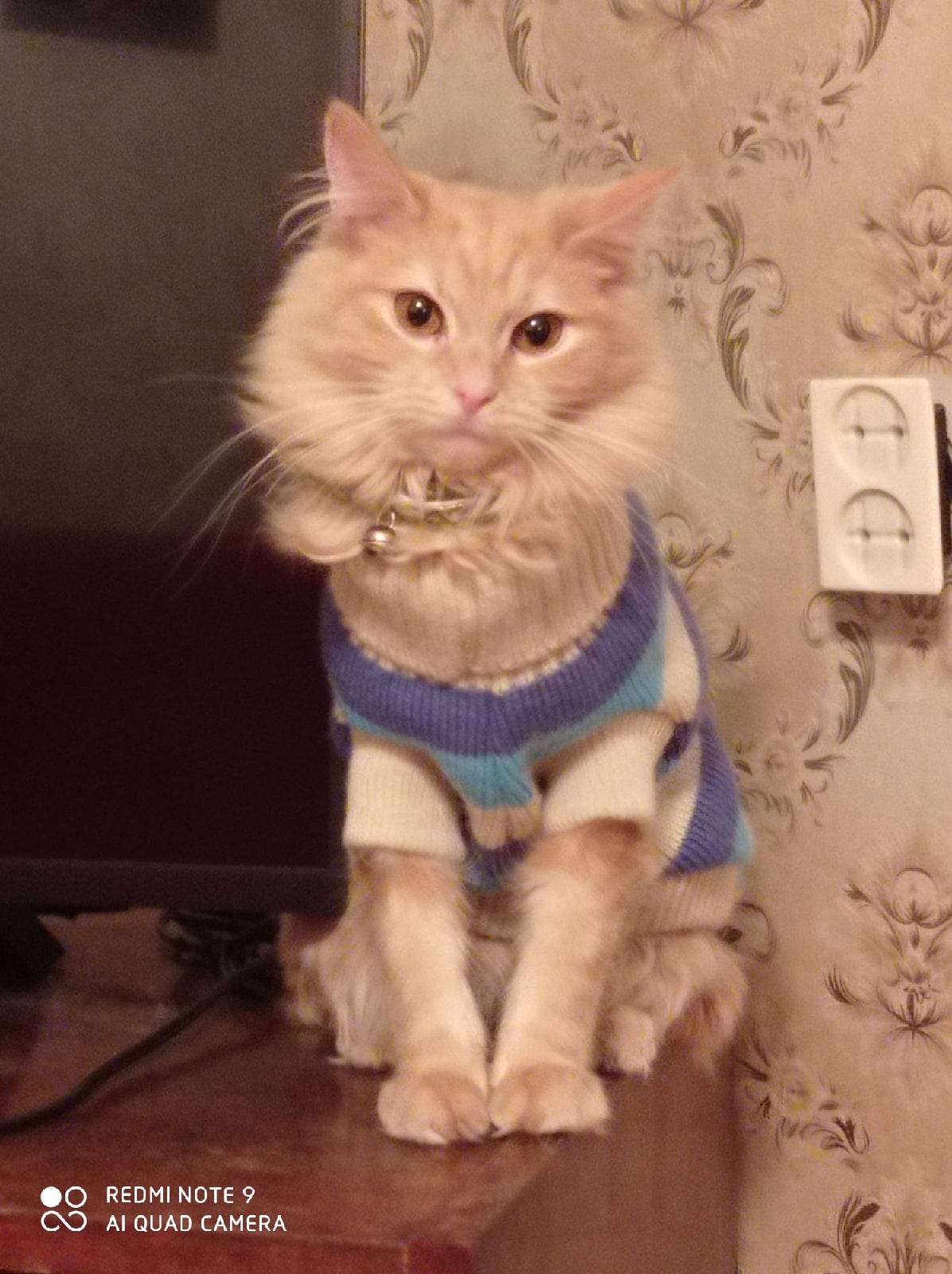 Потерялась рыжая кошечка