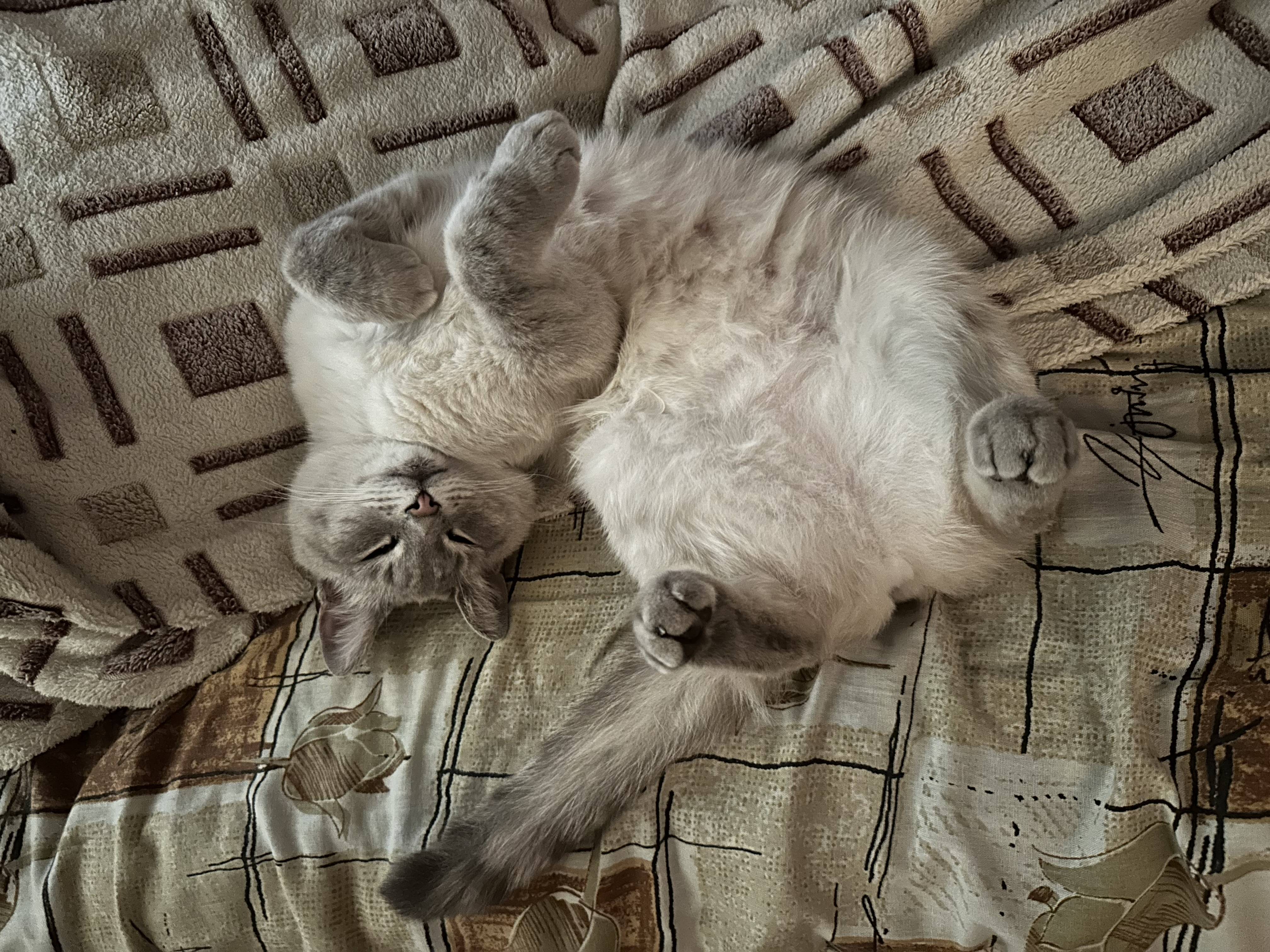 Пропала кошка Сима