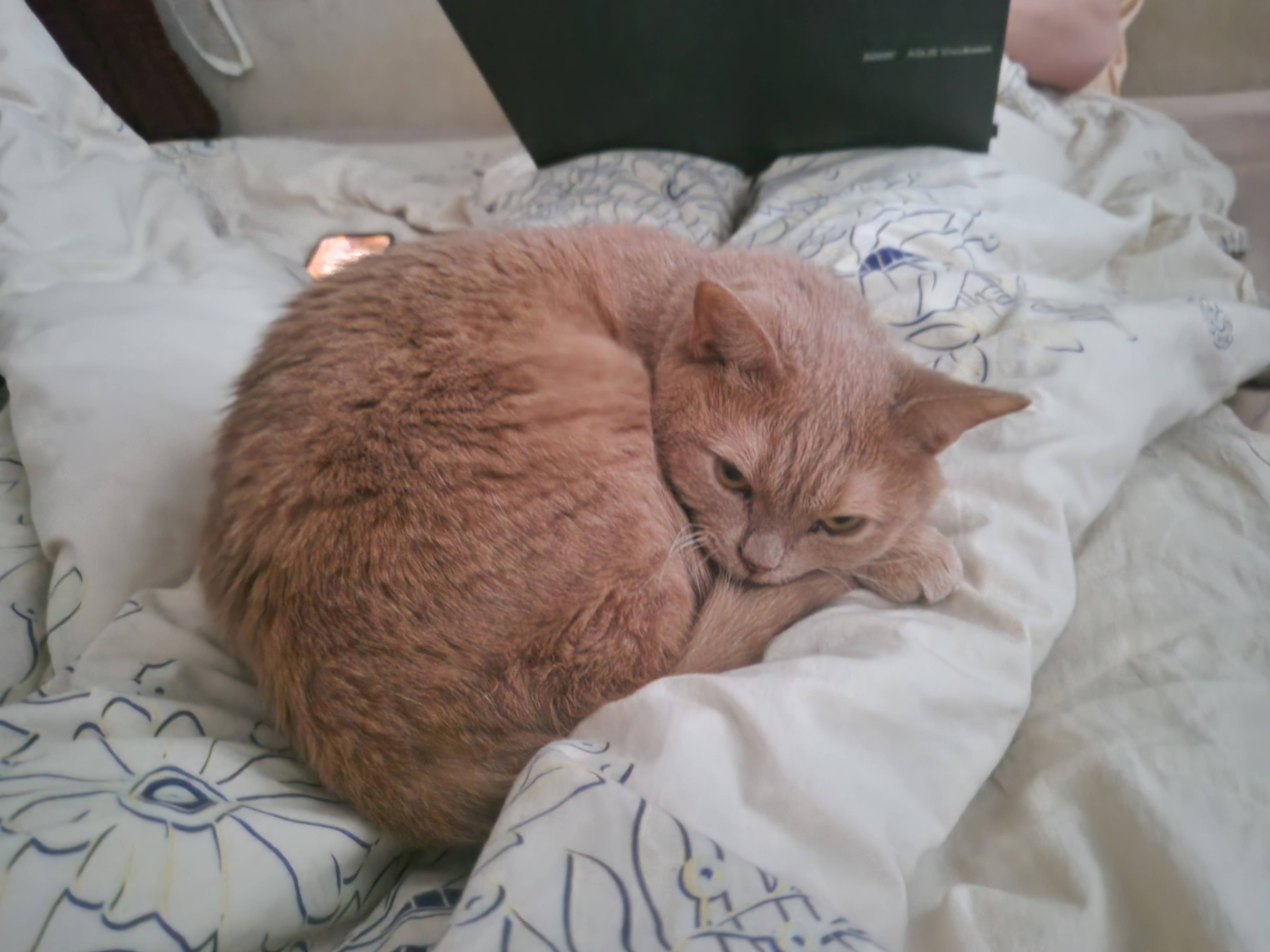 Пропал кот