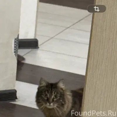 Пропала кошка Тося, Иваново, Беляницы