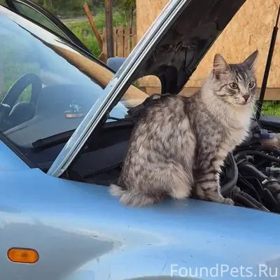 Пропал кот Шустрик, улица Июльская