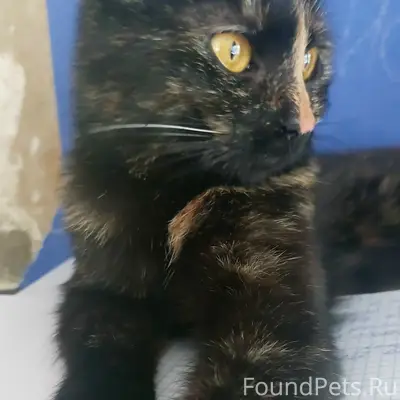 Пропала кошка,