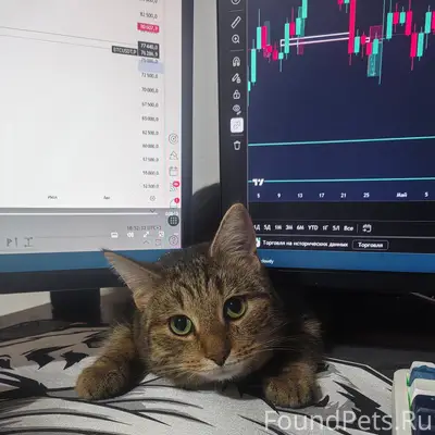 Пропал кот Лео, неуточненная область