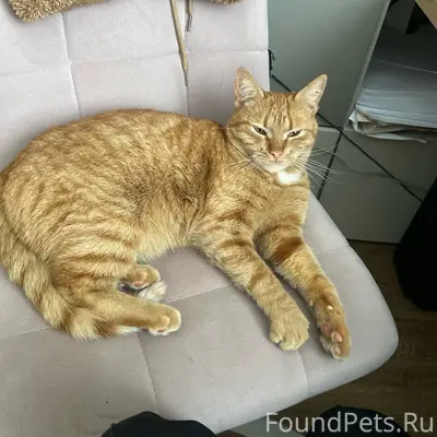 Пропал рыжий кот Рыжик, улица Мамулинская
