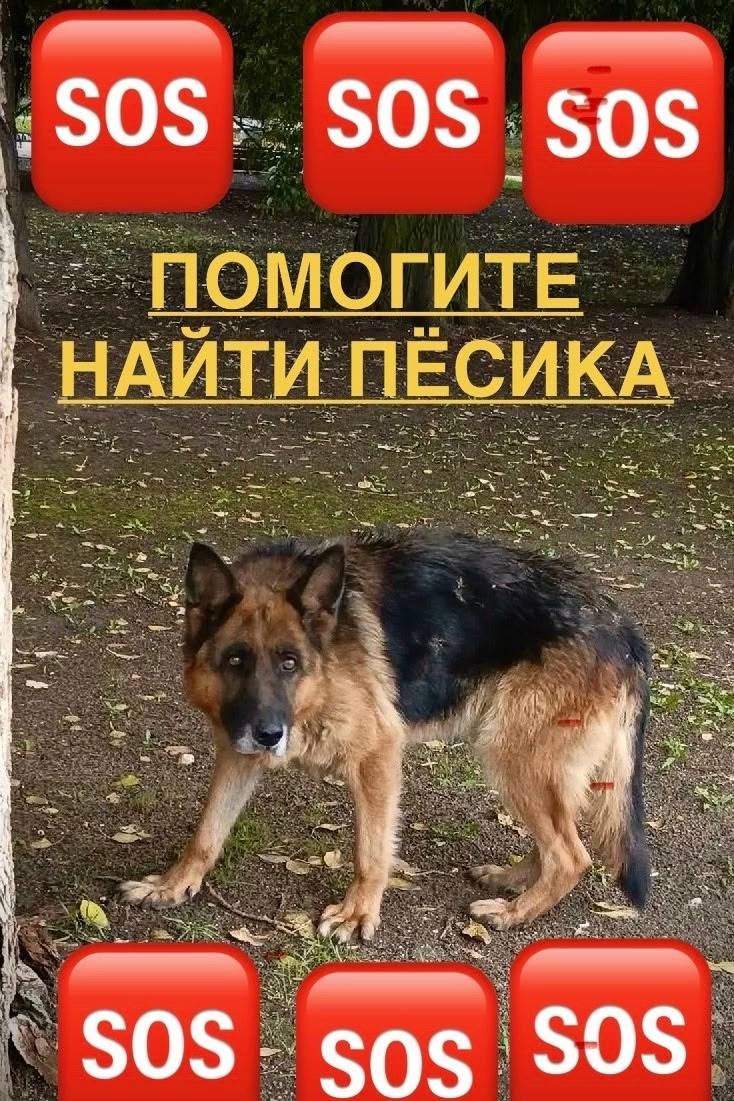 Пропал овчар, район болгарского посёлка