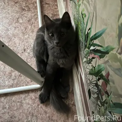 Пропал уличный кот, Кирово 13а