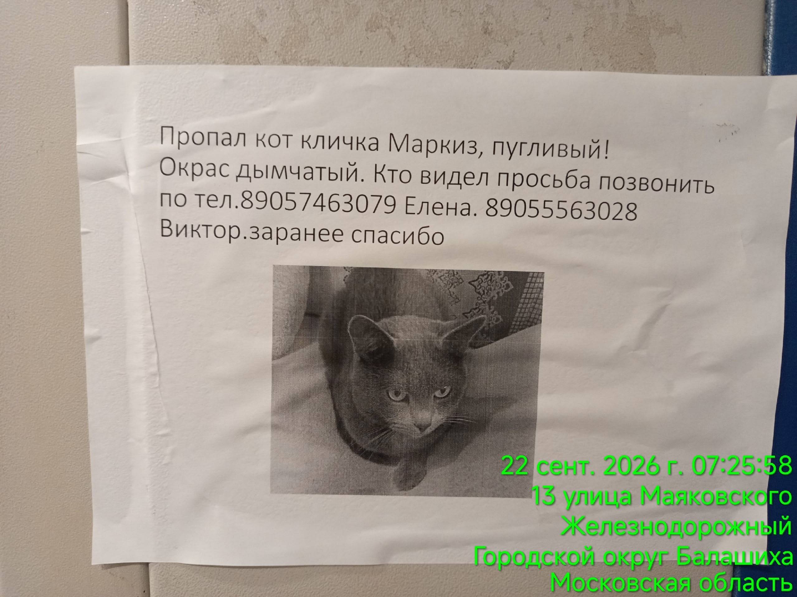 Пропал кот Маркиз