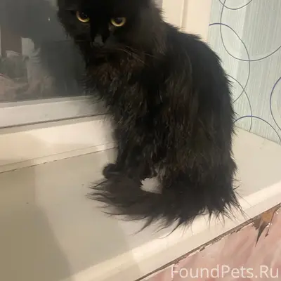 Найдена домашняя кошка, ул. Мира 81