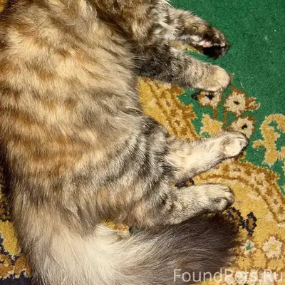 Пропала кошка, ул. Красноармейская