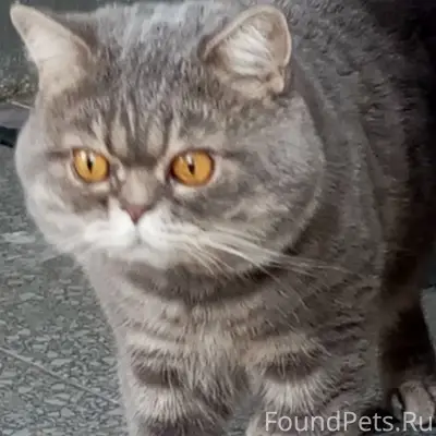 Пропал кот, 