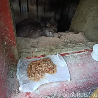 Найдена домашняя кошка, Иваново, Лежневская улица
