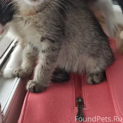 Кошка выглядит как