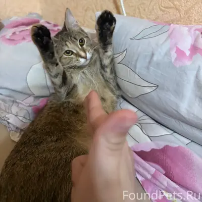 Пропала кошка Айза, Сурикова