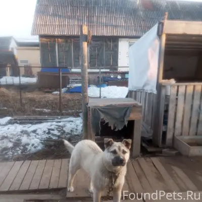 Пропал пёс Барон, район рыбокомбинат