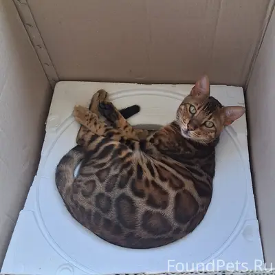 Пропал бенгальский кот Федя, Село Юца