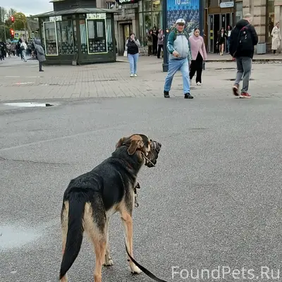 Пропала собака, метис, м. Звёздная