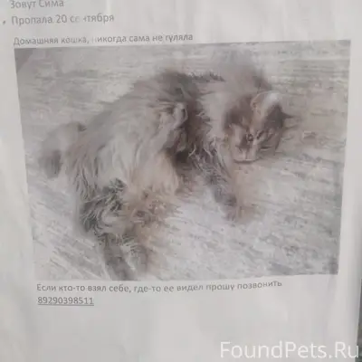 Пропала домашняя кошка Сима, Павлово