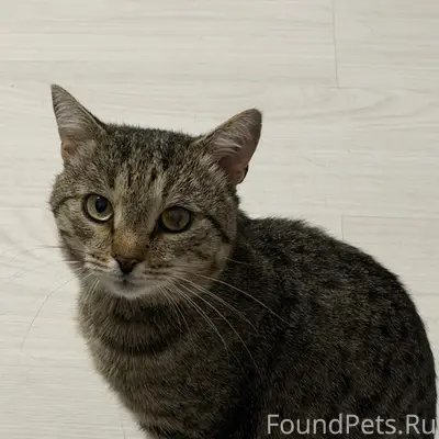Найден кот, Ленинский район