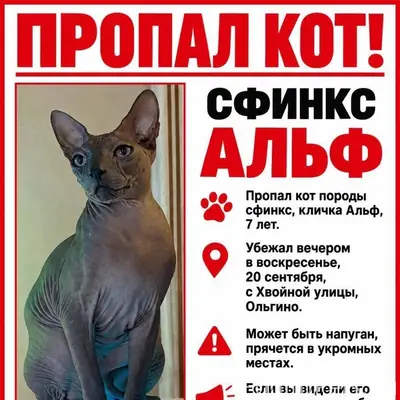 Пропал сфинкс Альф, Санкт-Петербург, Приморский район