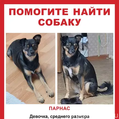 Пропала метис Муся, Парнас