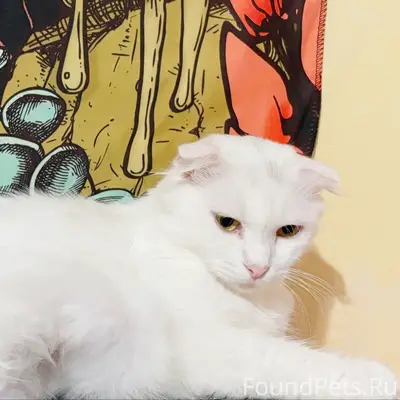 Найдена домашняя кошка, без определённого места
