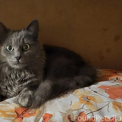 Найдена кошка, похожа на нибелунг, Воронеж Северный